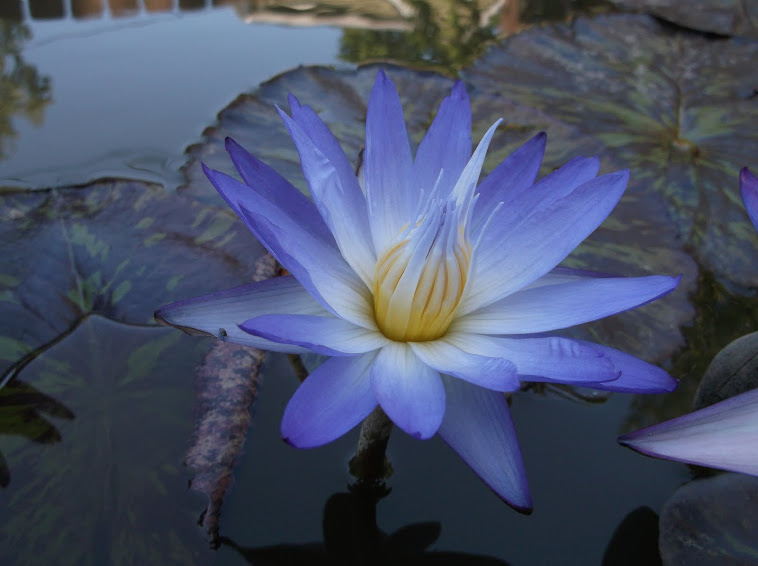 "Star of Siam" water lily