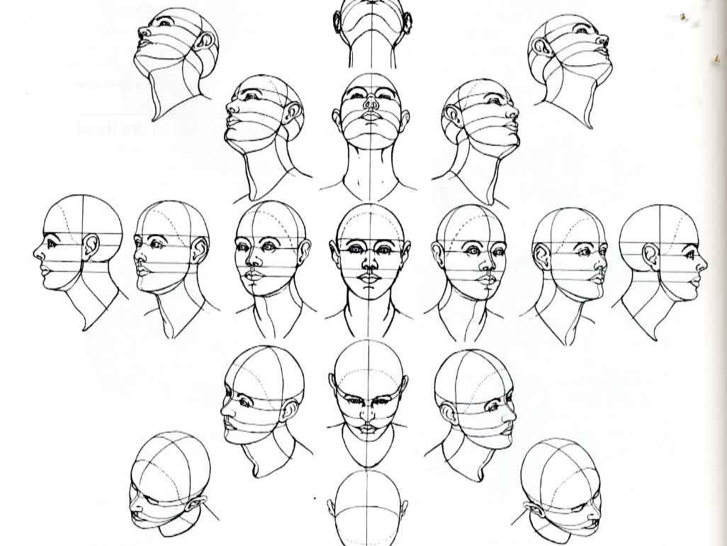 Animopus: Head Prespective Reference1026 x 770