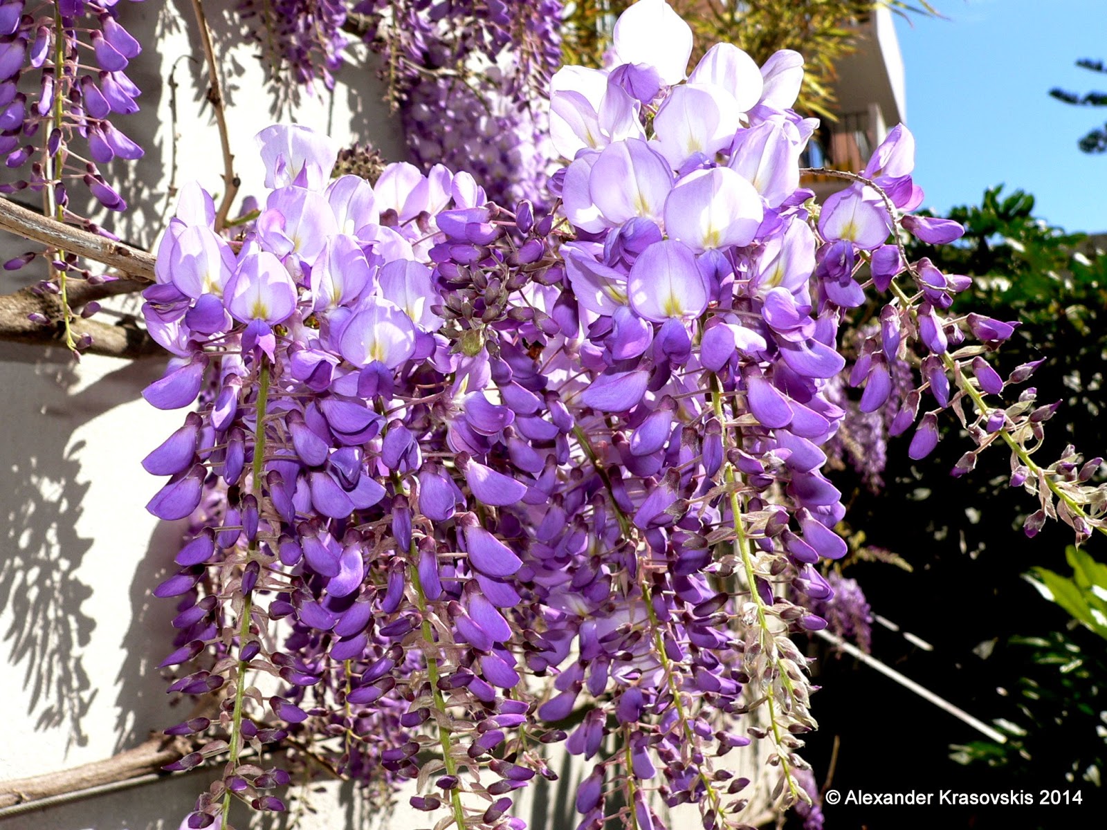 Aggregata Plants & Gardens Wisteria is a spectacular and fast growing