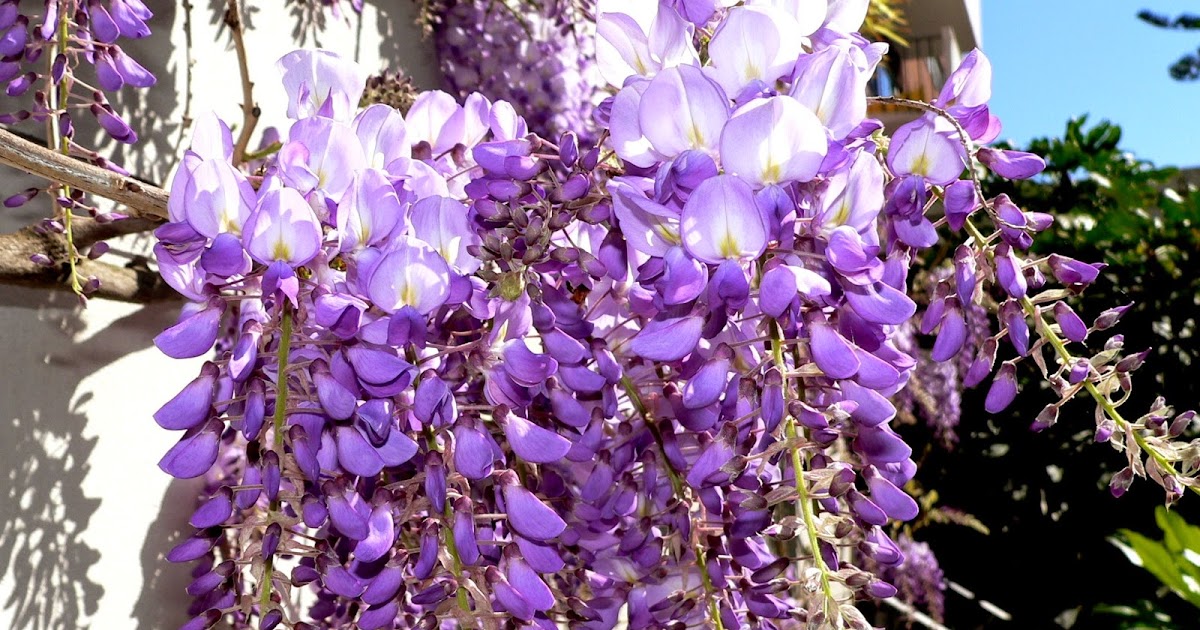 Aggregata Plants & Gardens Wisteria is a spectacular and fast growing climber