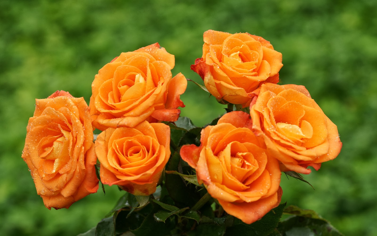 Orange Unique Rose Orange Unique Rose