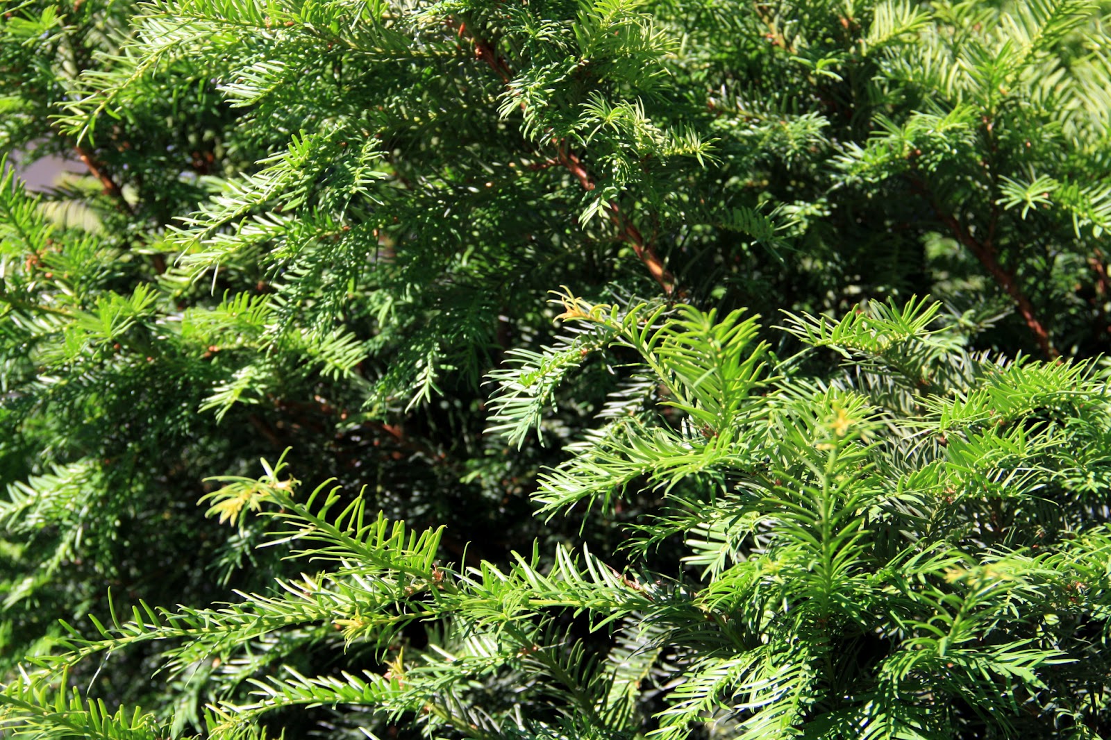 Unterfrankes Welt Garten Nadelbaum