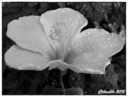 Flores em Preto e Branco, Flowers in Black and Withe 08 (hibiscos preto branco)