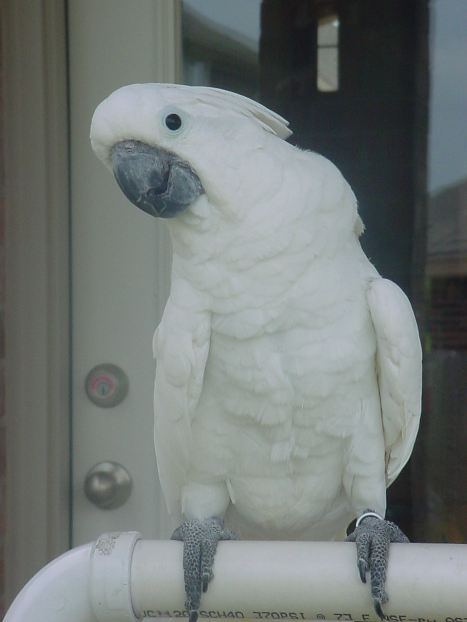 Umbrella Cockatoo Info And Beautiful Fresh Pictures 2013 Top hd