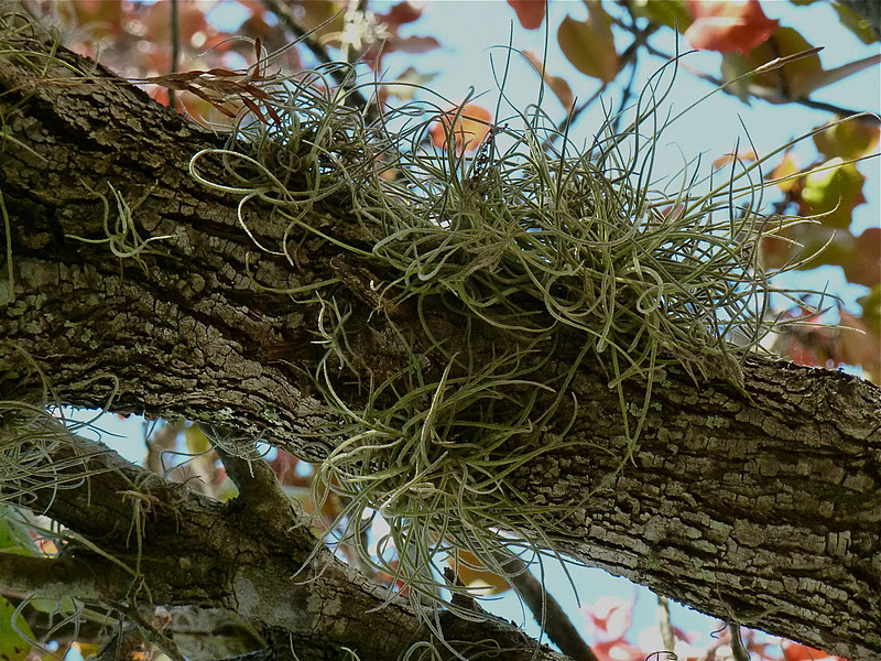 Where's Eldo? We're Maxed Out!