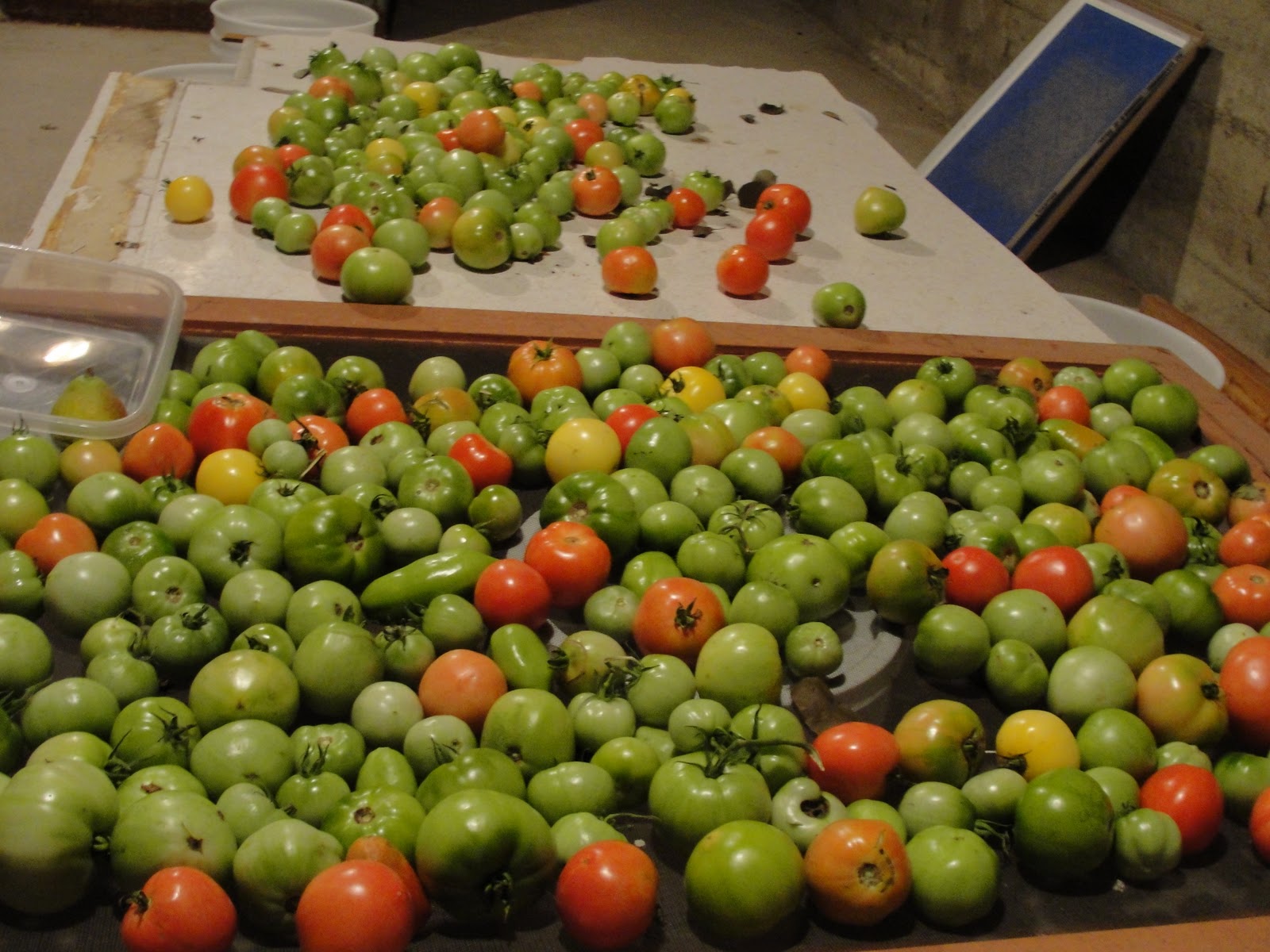 Healthy Family Cookin' Dehydrating Tomatoes Tomato Powder