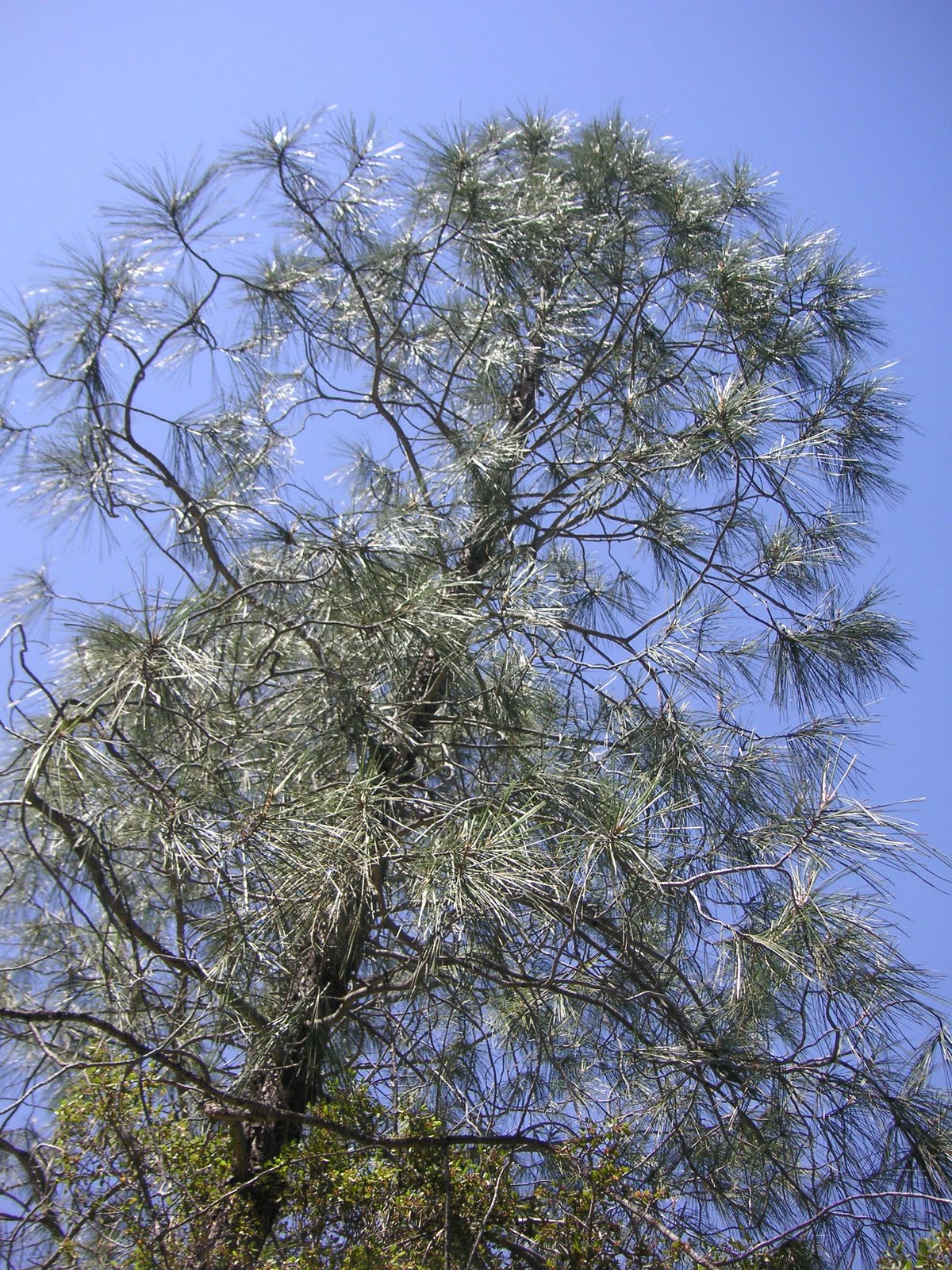 Nature ID gray pine 06/09/11 Pinnacles