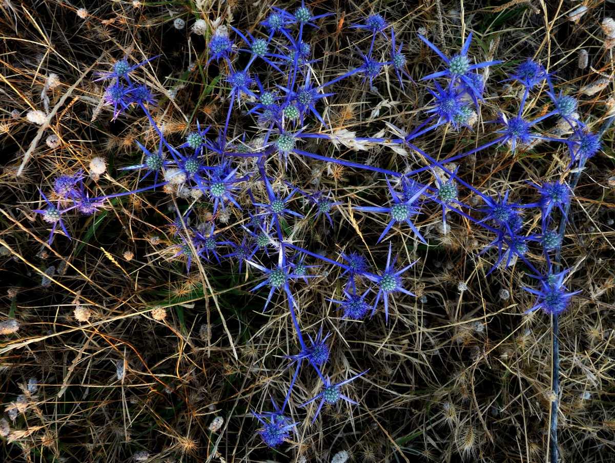 r o b i n 's y a r d Eryngium creticum