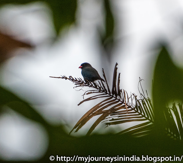 Thattekad Dollarbird