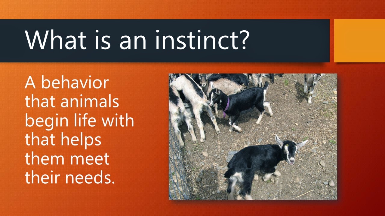 Ciencias 4to grado Animal Instinct