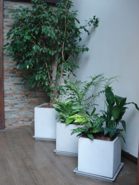 Reverdir **JARDINERIA Y PAISAJISMO**: PLANTAS DE INTERIOR