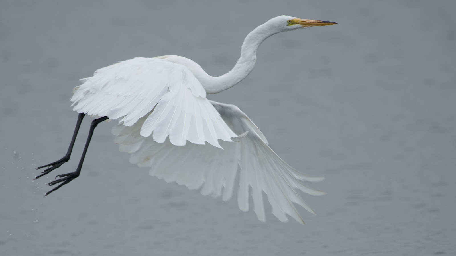 White Heron Flying Egret flying over the lagoon. 