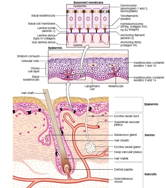 Medical Addicts: Structure of normal skin.