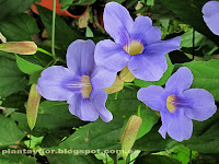 Thunbergia grandiflora