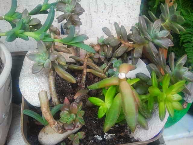 Sukulent,sedum,kaktüs... Sukulent,Sedum,Kaktüs…