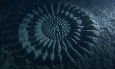 Foto Crop Circle Ditemukan Di Kedalaman 25 Meter Dasar Laut [ www.BlogApaAja.com ]