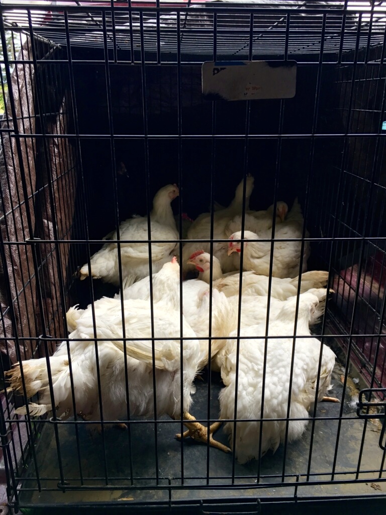 Good Gifts Farm More Chickens, Fewer Roosters, and a FreezerFull of