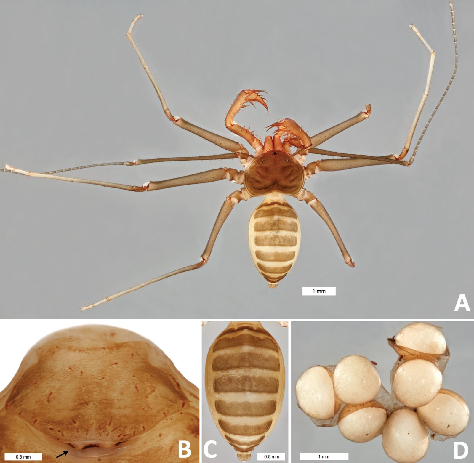 Species New to Science [Arachnida • 2018] Charinus kakum • A New