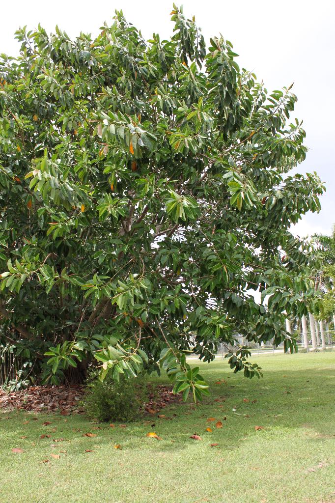 the gd kitchen miami's fruit and spice park!