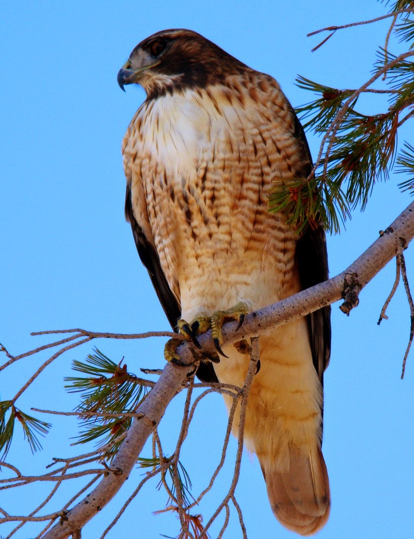Geotripper's California Birds Redtailed Hawk on the Tuolumne River