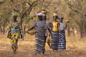 乳木果油專賣 生命之樹 乳油木果樹