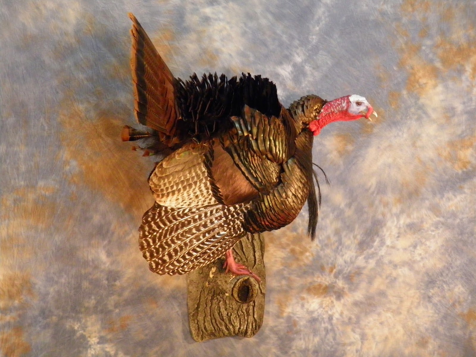 Upper Bay Taxidermy Mobile Gallery Turkey photos