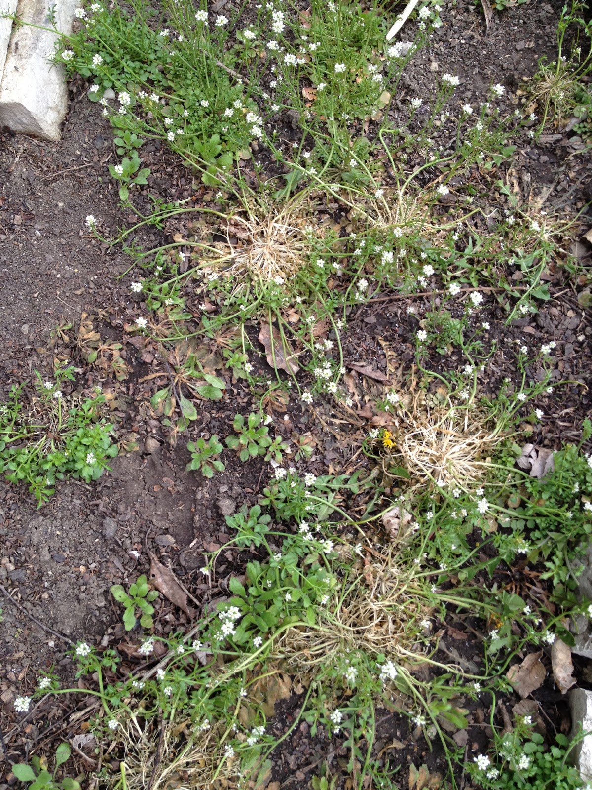 How To Make A Guinea Pig Wee at Margaret Lipman blog