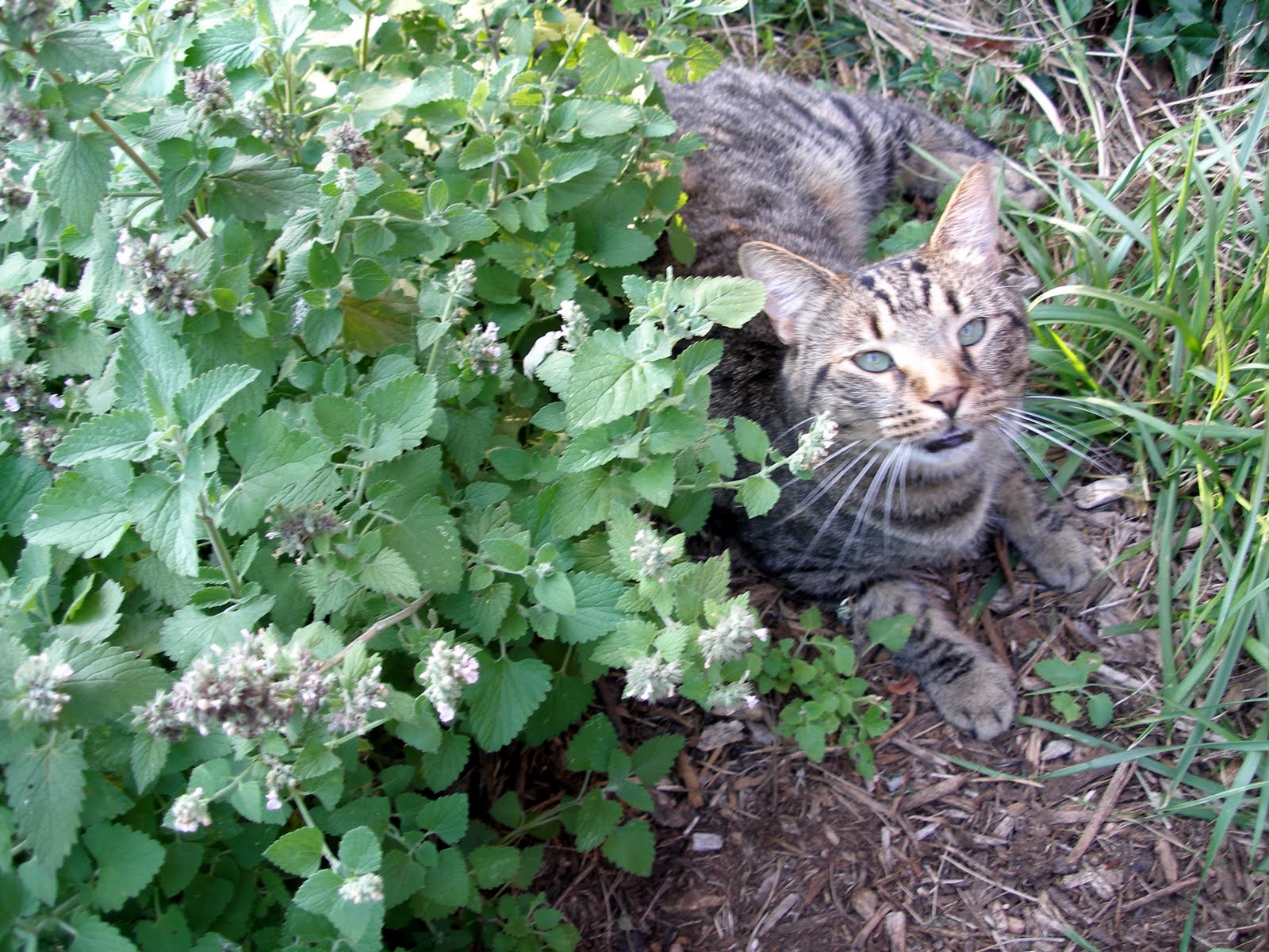 Catnip Plant