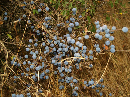 Aranyons arran del camí Aranyons arran del camí