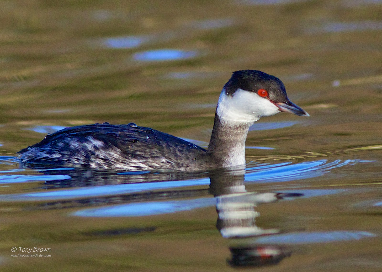 Slavonian Grebe Wanstead, Winter Plumage, London