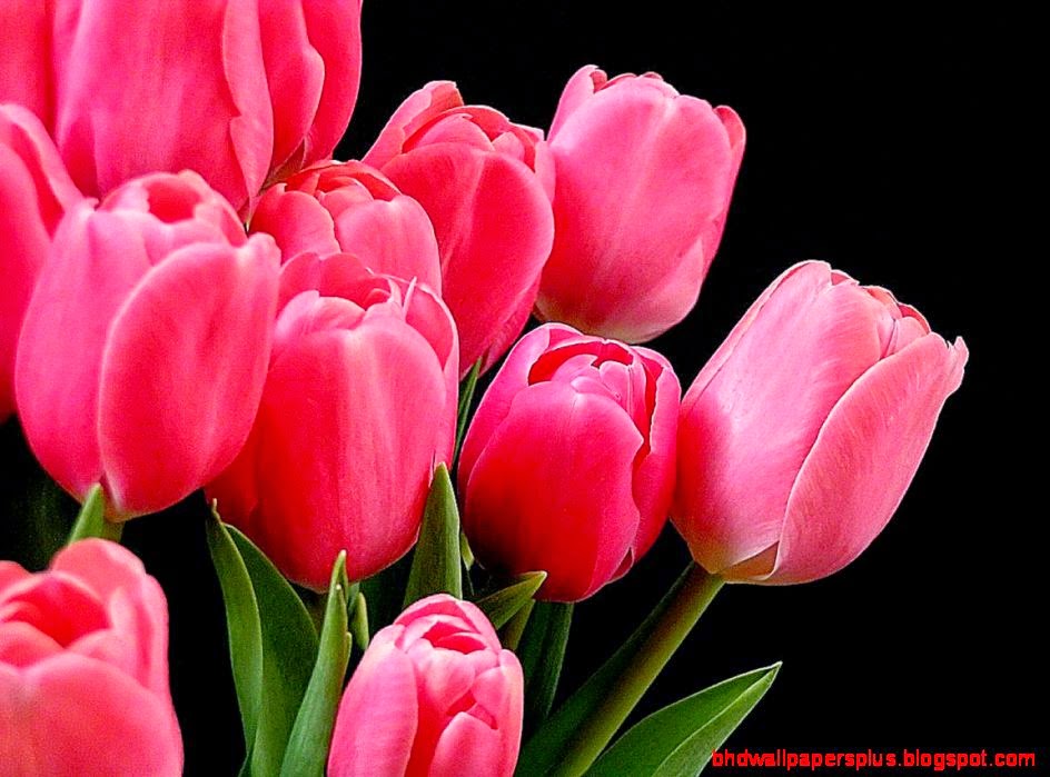 Tulip HD Wallpapers HD Wallpapers Fit Tulip HD Wallpapers HD Wallpapers Fit