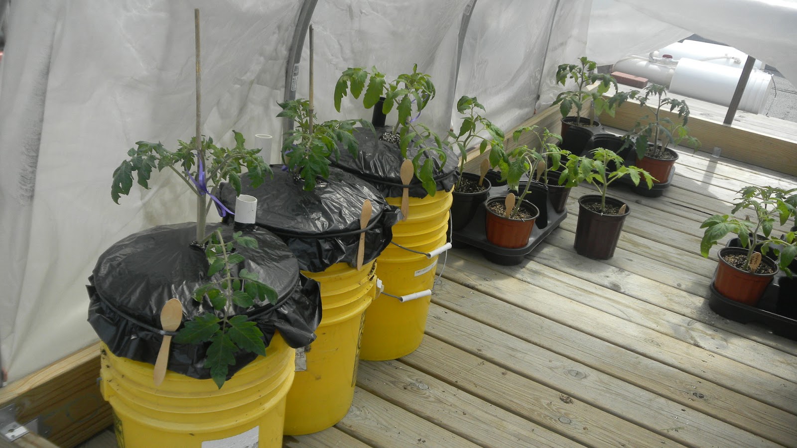 Green Roof Growers Planting Tomatoes Early