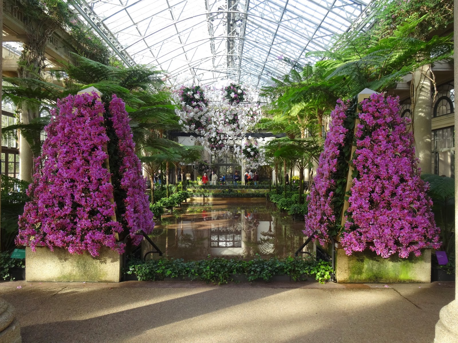 Love, Joy and Peas Orchid Extravaganza at Longwood Gardens
