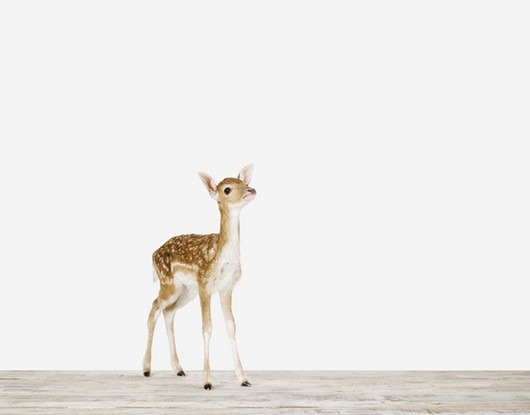 cute baby animal pictures, sharon montrose photos, baby animal pictures, cute baby deer picture