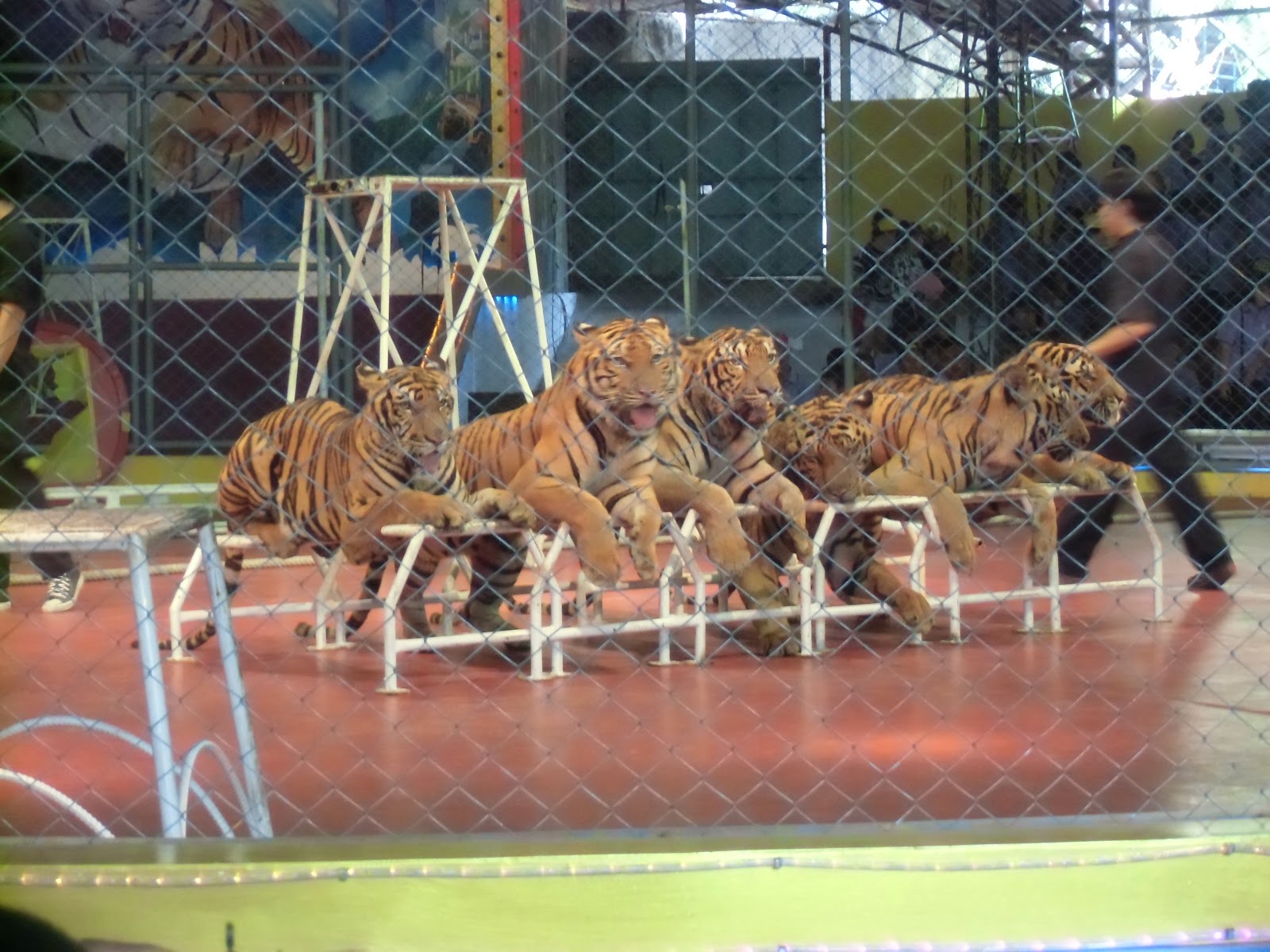 たかちゃんの徒然草 タイの生活日記 その２４