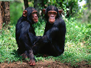 Chimpanzees Wallpapers (chimpanzees wallpapers )