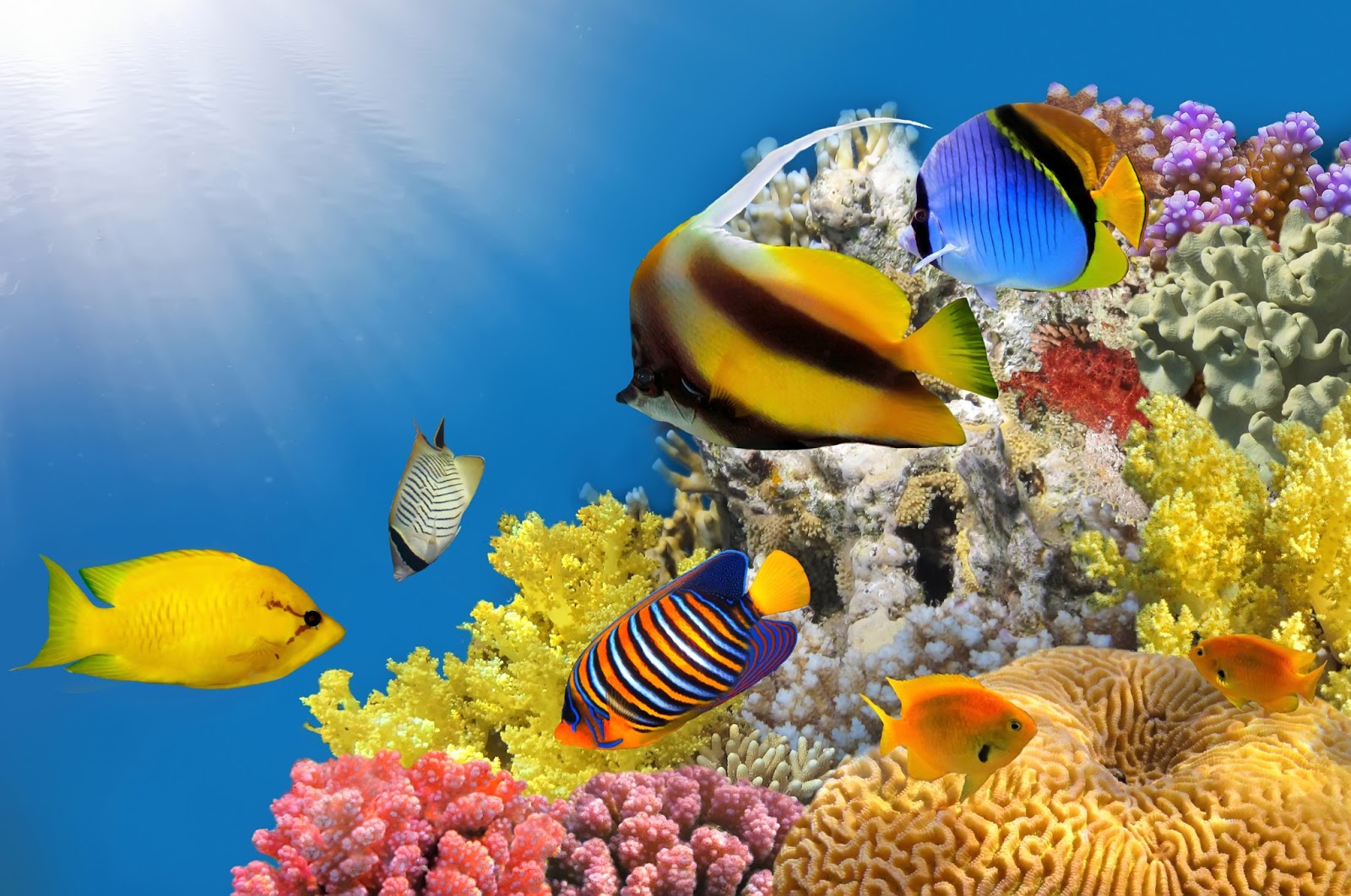 WWW PECES MARINOS www peces marinos: