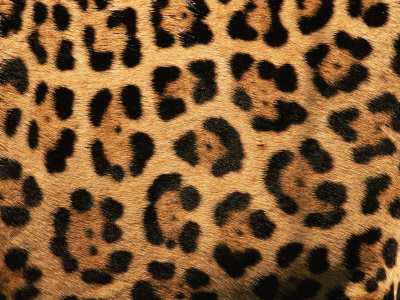 Jaguar Print Background