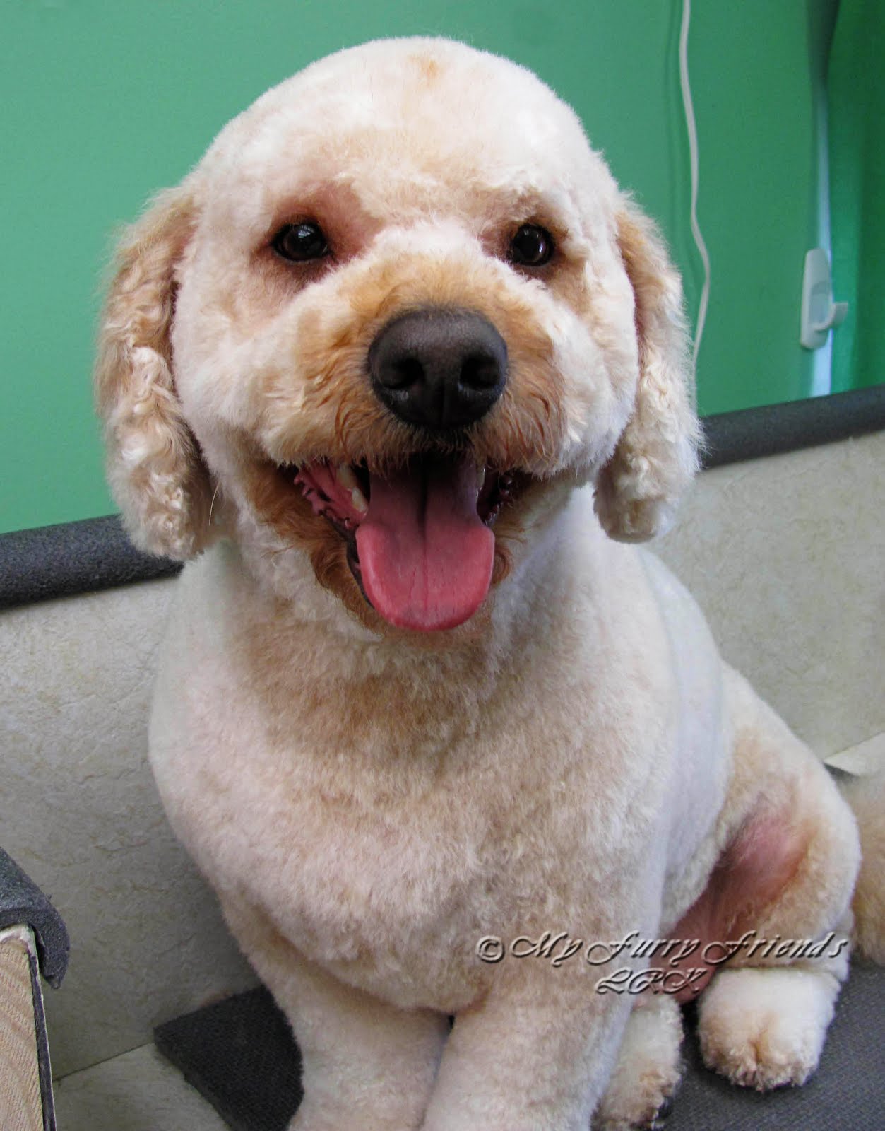 Pet Grooming The Good, The Bad, & The Furry Dog vs. Groomer