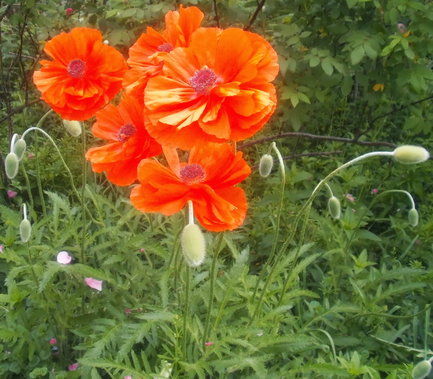 Plants are the Strangest People: Pretty pictures: Papaver orientale
