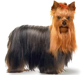 yorkshire-terrier-dog yorkshire terrier dog puppy breeds hound chien hund perro canine animals domestics maskotak pets Haustiere huisdieren animaux de compagnie husdjur info
