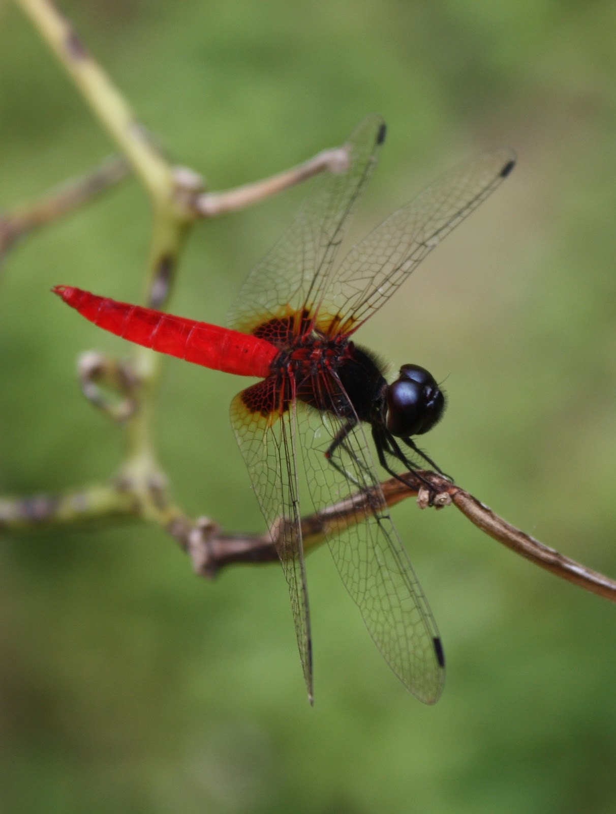 Saye Suke Ambil Gambar (Part 4 - PePatung)