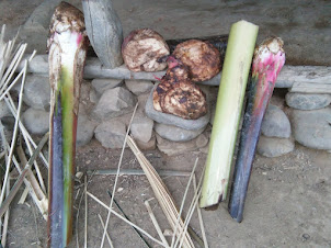 Banana tree bark for feeding pigs.