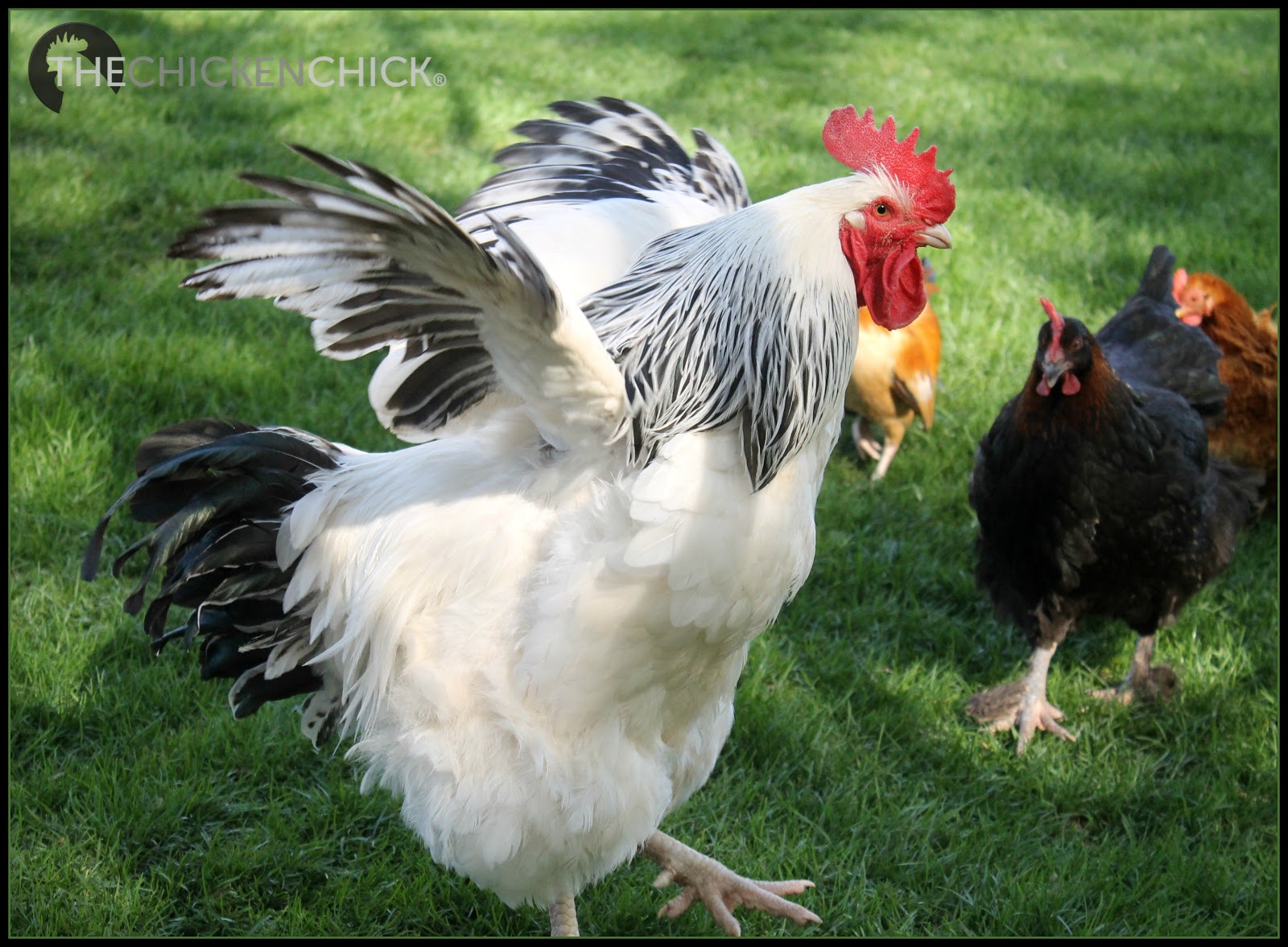 About Aggressive Roosters The Chicken Chick®