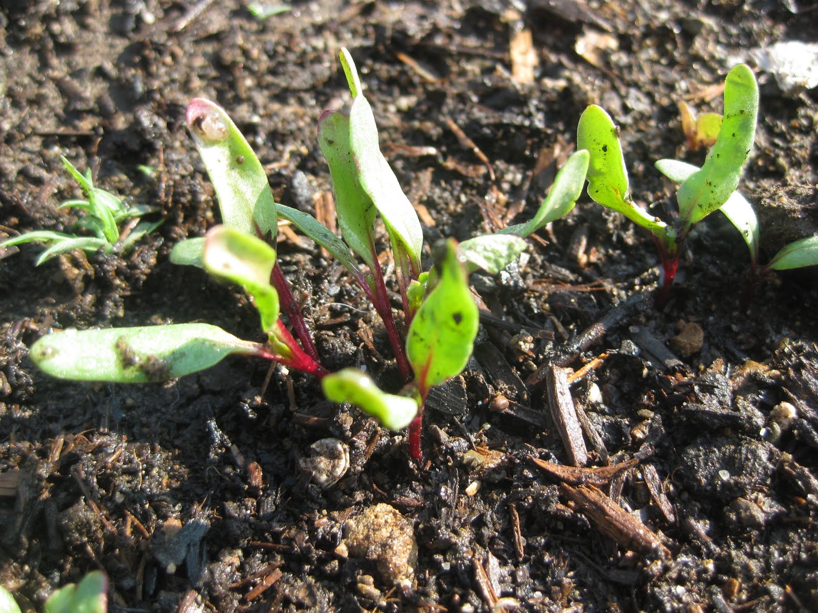 Tree and Twig Farm Blog Late beet planting challengetwo weeks in!