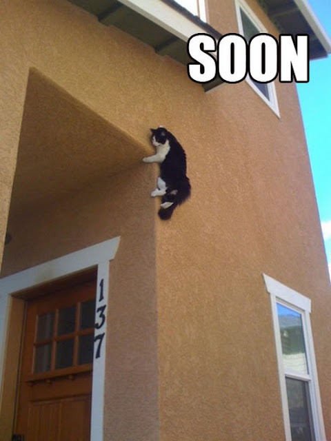 soon meme pictures, funny animal pictures, funny animals, soon meme animals