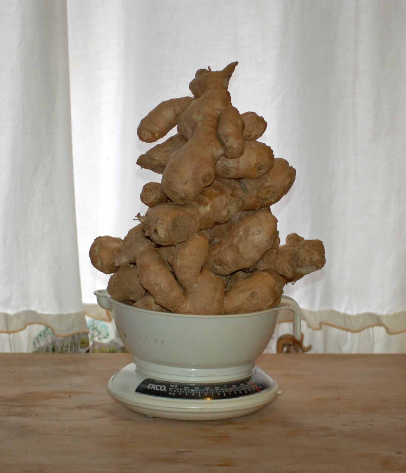 Dehydrating Way Beyond Jerky Prepping Ginger for Dehydrating