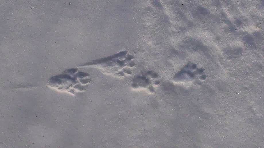 Gallery For > Fisher Cat Tracks In Snow