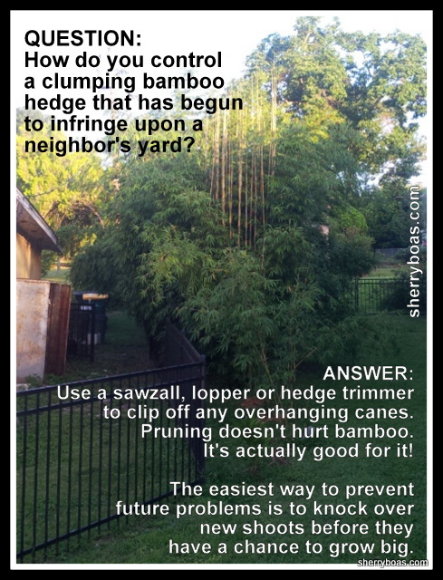 Garden Q&A: Help! My neighbor's bamboo is invading my yard