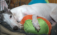 Blue greyhound and his pillow